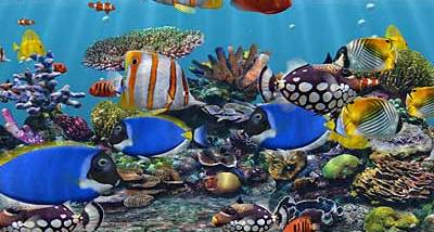 3D Fish School Screensaver screenshot
