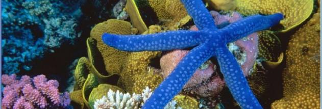 Able Photo Slide Show screenshot