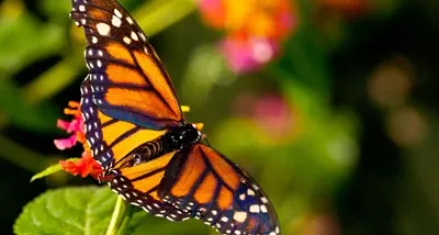 AKVIS Refocus screenshot