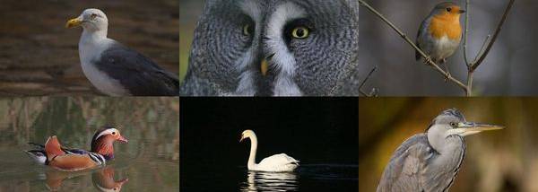 Birds in our Neighborhood ePix Calendar screenshot