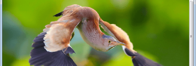 Easy Photo Studio FREE for Windows screenshot