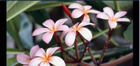 FastPictureViewer x64 screenshot