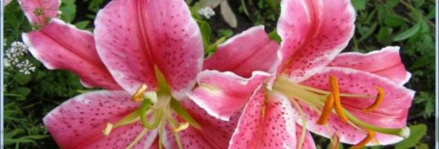 Free Photo Slide Show screenshot