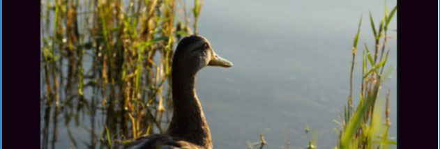 GreenForce-Player screenshot