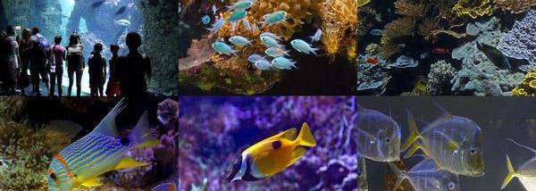 Monaco Aquarium ePix Calendar screenshot