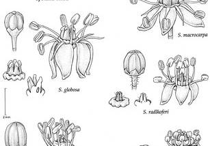 Ogg Extractor screenshot