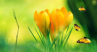 Spring Charm Screensaver screenshot