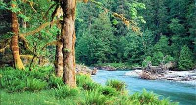 Summer Forest Screensaver screenshot