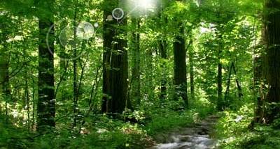 Sunny River Screensaver screenshot