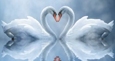 Swan Love Screensaver screenshot