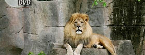 Watermark Master SDK screenshot