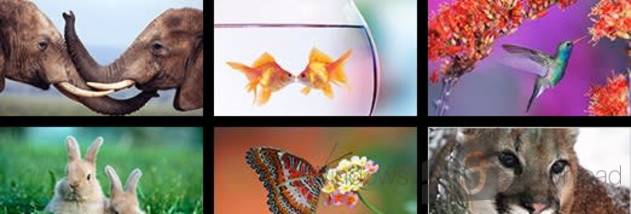 Windows 8 Themes - Animals screenshot