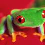 Amusing Frogs Free Screensaver