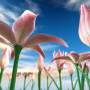 Flowers Meadow 3D