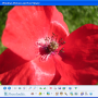 Windows 10 - Photo Toolkit 1.8 screenshot